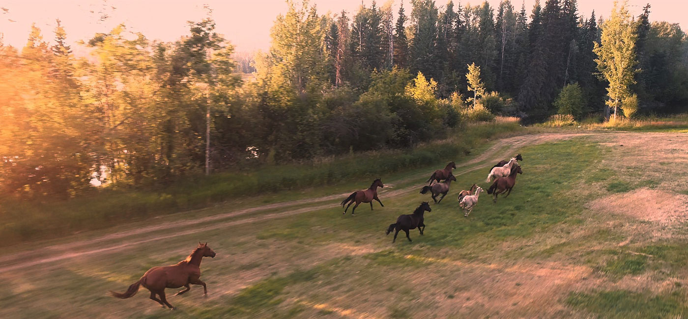 Kelowna Video Production Wedding, Real Estate, Business